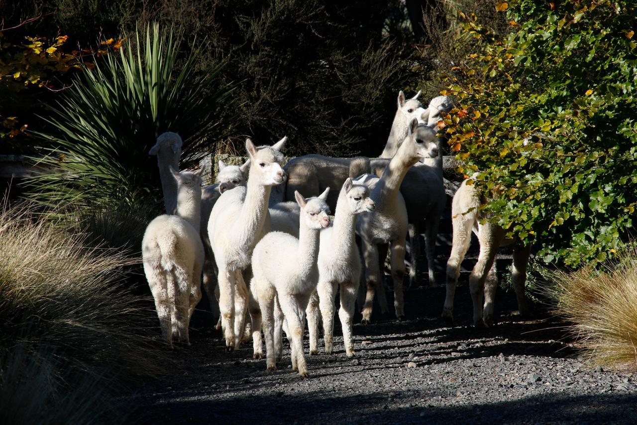 דנידין Alpaca Farmstay מראה חיצוני תמונה