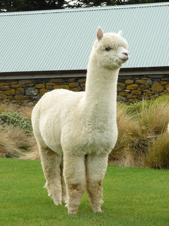 דנידין Alpaca Farmstay מראה חיצוני תמונה