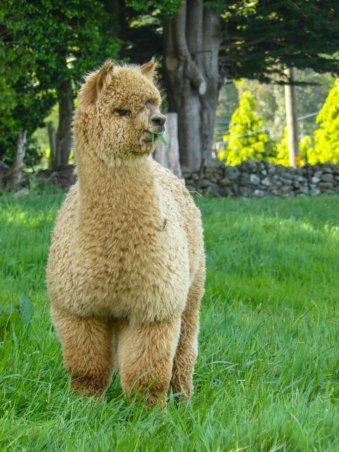 דנידין Alpaca Farmstay מראה חיצוני תמונה