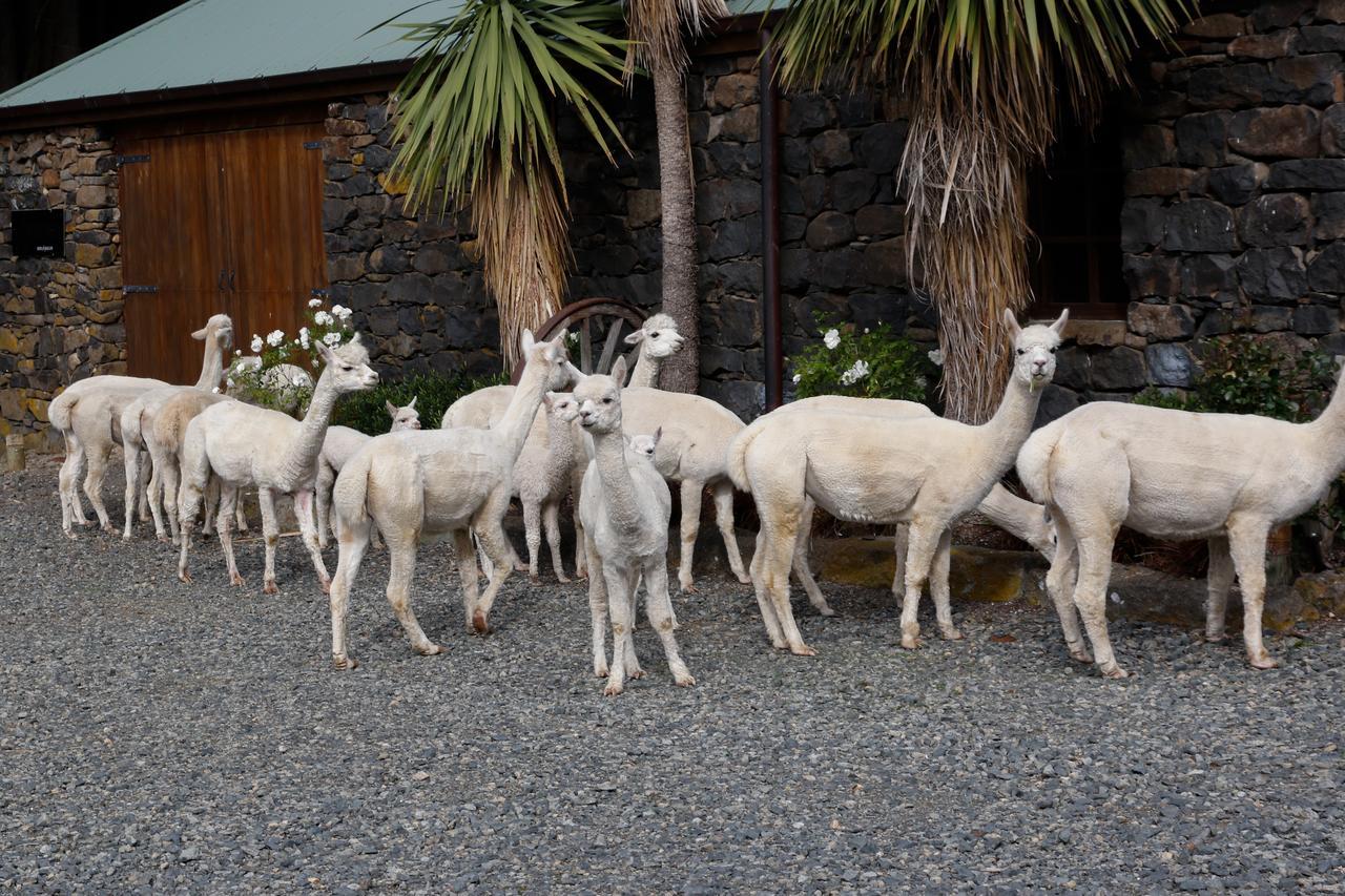 דנידין Alpaca Farmstay מראה חיצוני תמונה